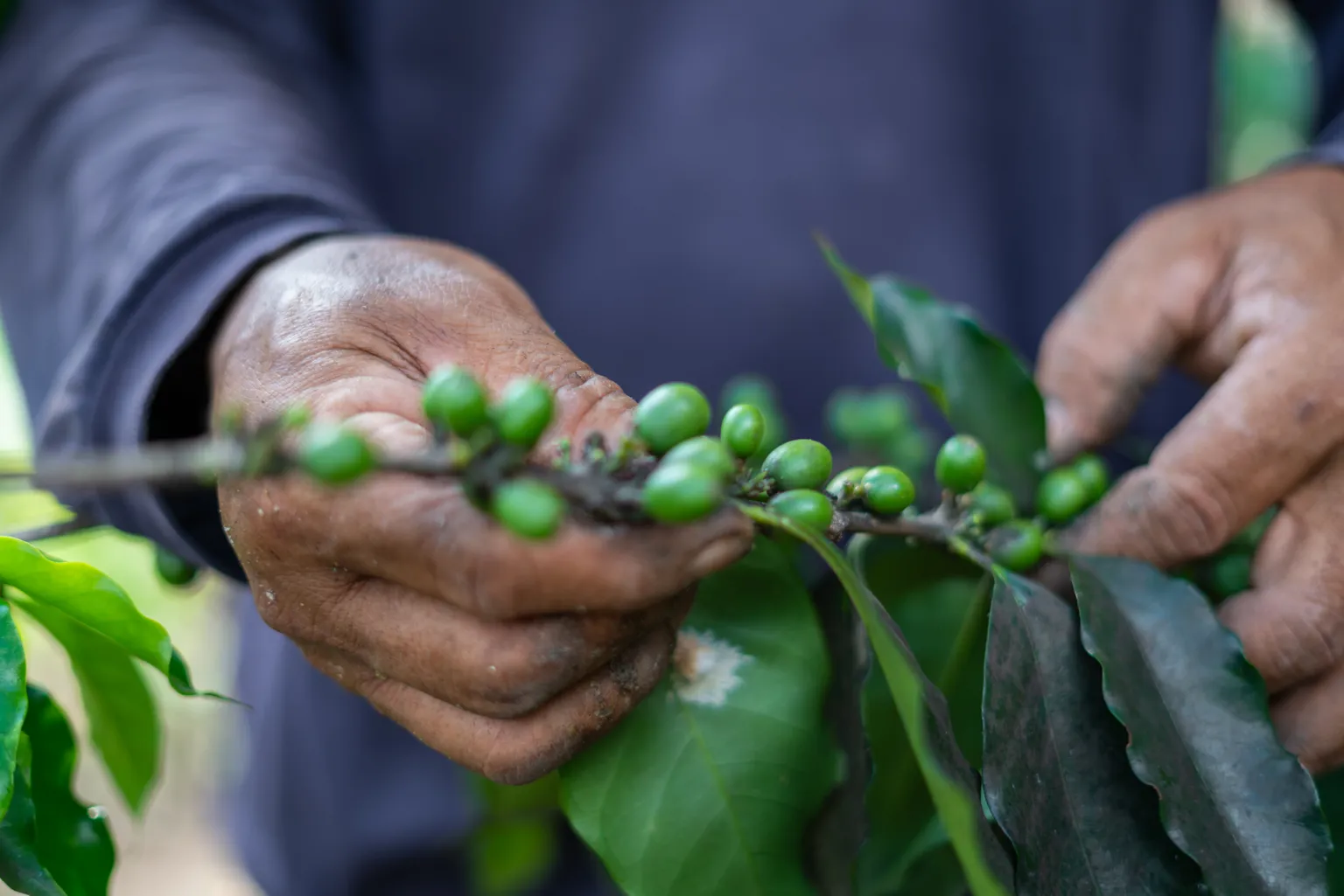 Images of Heroica Coffee