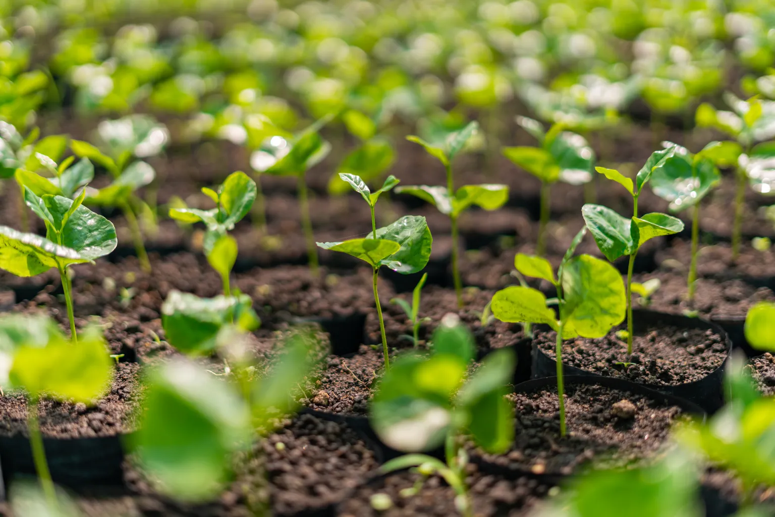 Images of Heroica Coffee